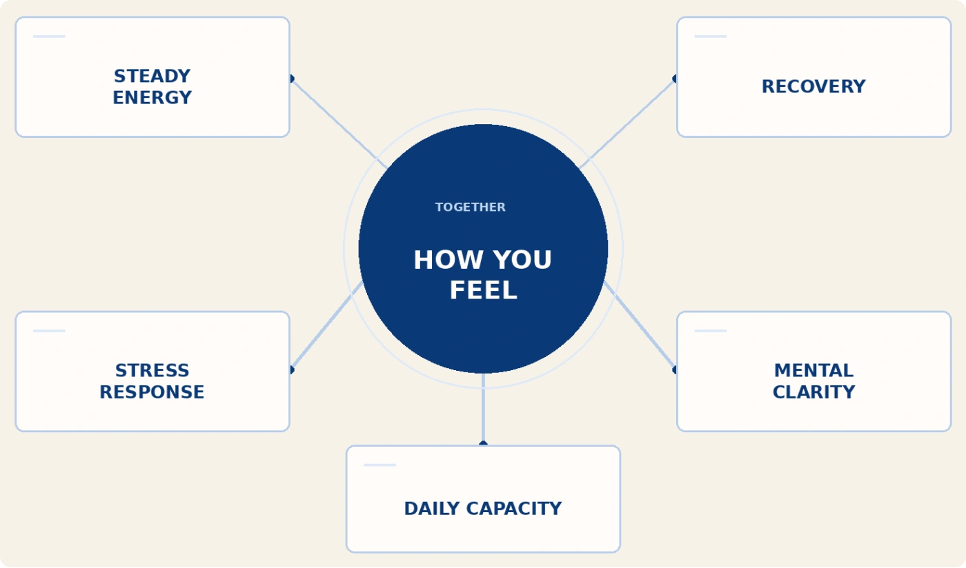 A diagram linking steady energy, recovery, stress response, mental clarity and daily capacity to how you feel